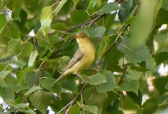 Hippolais icterina