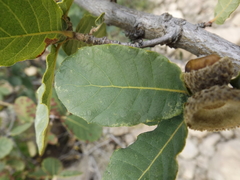 Quercus potosina