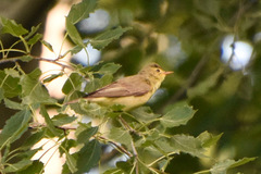 Hippolais icterina