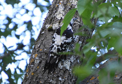 Dendrocopos leucotos