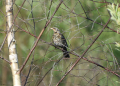 Turdus pilaris