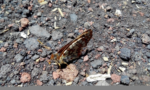 iNaturalist observation photo of Field Crescent