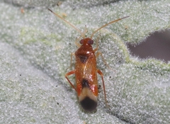 Ceratocapsini