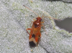 Ceratocapsini