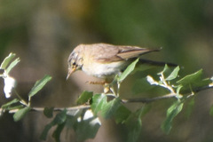 Phylloscopus