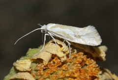 Ypsolopha maculatella