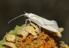 Ypsolopha maculatella