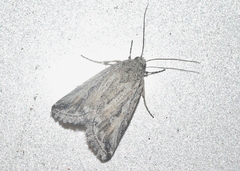 Leucocnemis variabilis