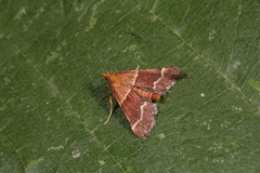 Stemmatophora combustalis