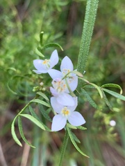 Boronia muelleri