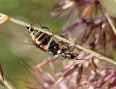 Cordylepherus viridis
