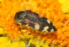 Acmaeodera tuta