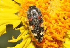 Acmaeodera tuta