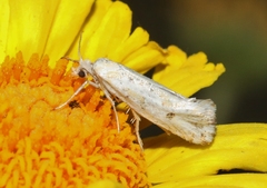 Ypsolopha maculatella
