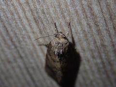 Spodoptera pecten