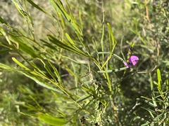 Glycine rubiginosa