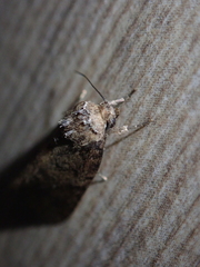 Spodoptera pecten