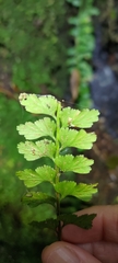 Asplenium yoshinagae