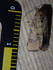 Spodoptera pecten