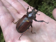 Sphaenognathus feisthamelii