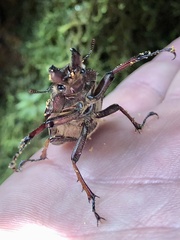 Sphaenognathus feisthamelii