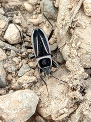 Ragliodes delineatus