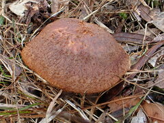 Tricholomopsis scabra