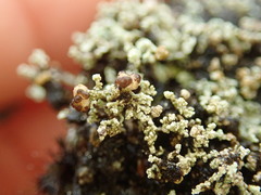 Stereocaulon corticatulum
