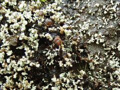 Stereocaulon corticatulum