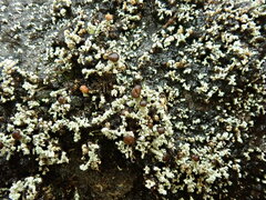 Stereocaulon corticatulum