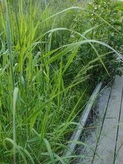 Eragrostis albensis
