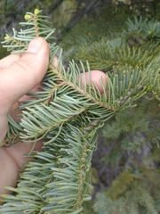 Abies magnifica shastensis