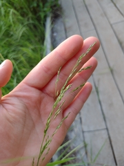 Eragrostis albensis