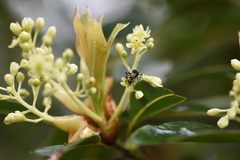 Machilus chekiangensis