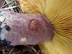 Tricholomopsis scabra