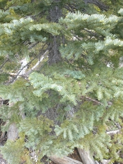 Abies magnifica shastensis