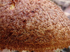 Tricholomopsis scabra