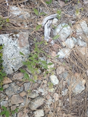 Silene campanulata