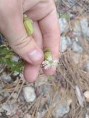 Silene campanulata