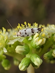 Enolmis delicatella