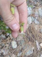 Silene campanulata
