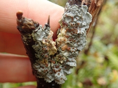 Coccocarpia erythroxyli