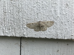 Iridopsis larvaria