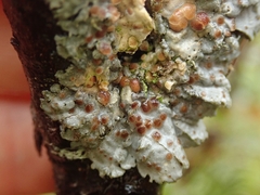 Coccocarpia erythroxyli