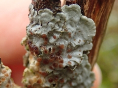 Coccocarpia erythroxyli