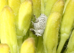 Ceutorhynchus nodipennis