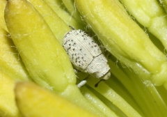 Ceutorhynchus nodipennis