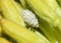 Ceutorhynchus nodipennis