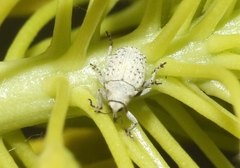 Ceutorhynchus nodipennis