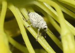 Ceutorhynchus nodipennis